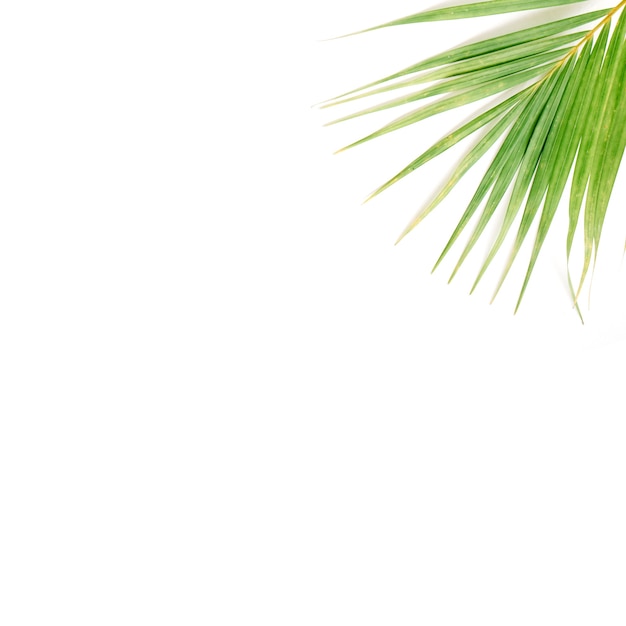 Branche de palmier isolé sur blanc