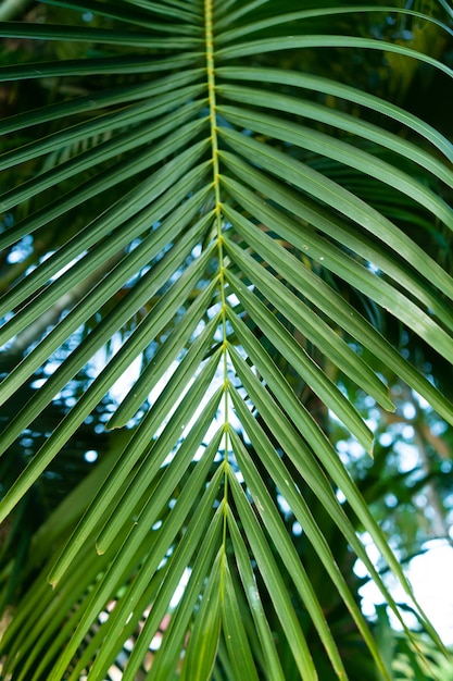 Branche de palmier sous les tropiques à ciel ouvert