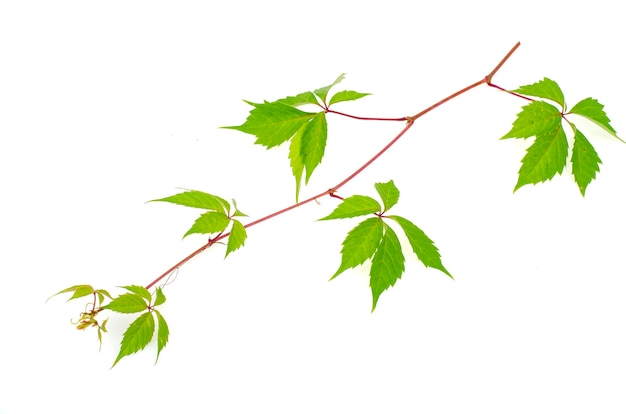 Branche de Parthenocissus avec des feuilles vertes isolées.