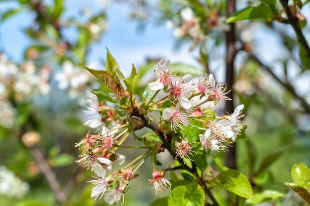 Branche avec des pétales de cerise sur fond de ciel bleu