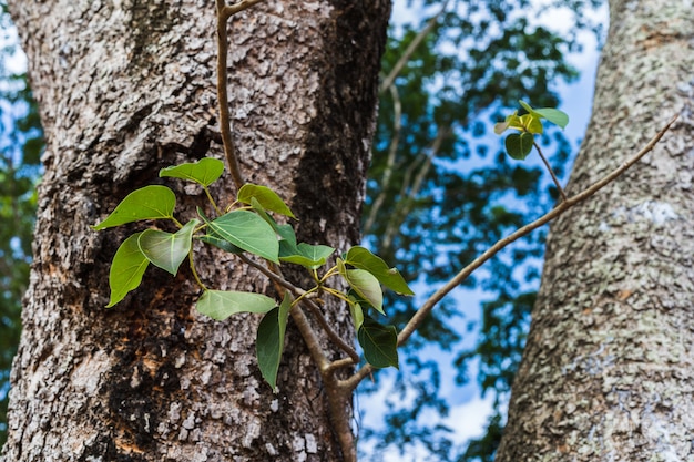 Branche de petit arbre avec fond de texture d&#39;arbre