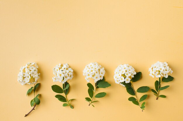 Une branche avec de petites fleurs blanches sur l'espace de copie jaune