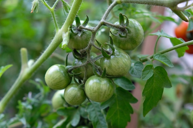 Photo une branche de petites tomates vertes sur un buisson tomates vertes en gros plan