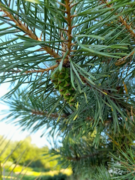 Une branche de pin avec un cône vert