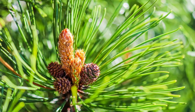 Branche de pin avec des cônes après la pluie sur fond flou au printemps