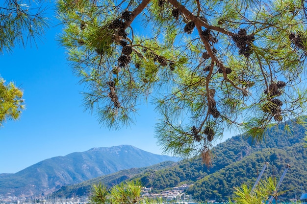 Branche de pin avec des cônes contre le ciel bleu et les montagnes