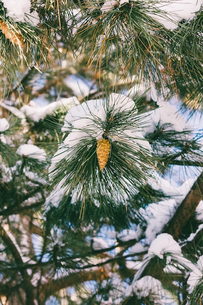 Branche de pin avec des cônes dans la neige en hiver