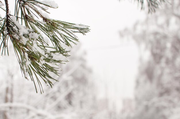 Branche de pin dans la neige sur un fond d'hiver flou