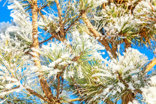 Branche de pin givré dans la forêt enneigée par temps froid le matin ensoleillé