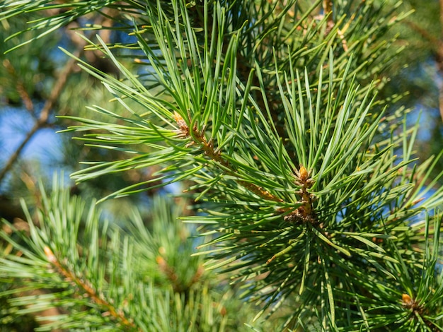 Branche de pin avec gros plan d'aiguilles Feuillage d'un conifère Modèle naturel