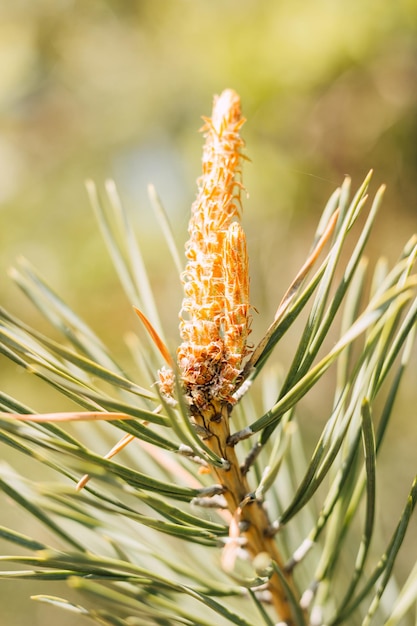 Branche de pin avec un jeune cône sur fond de verdure