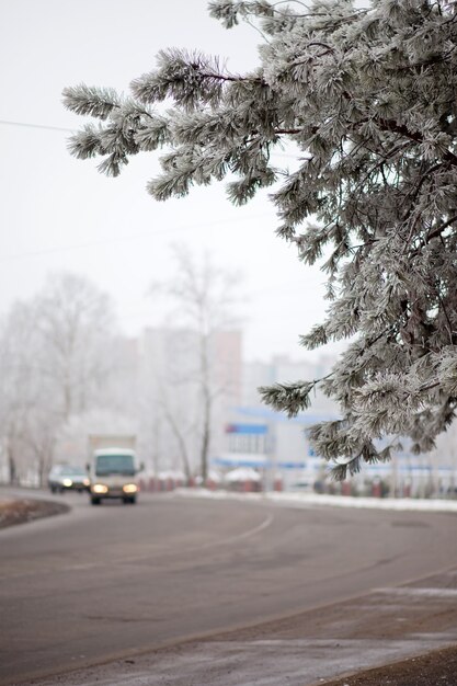 Branche de pin sur la route d'hiver