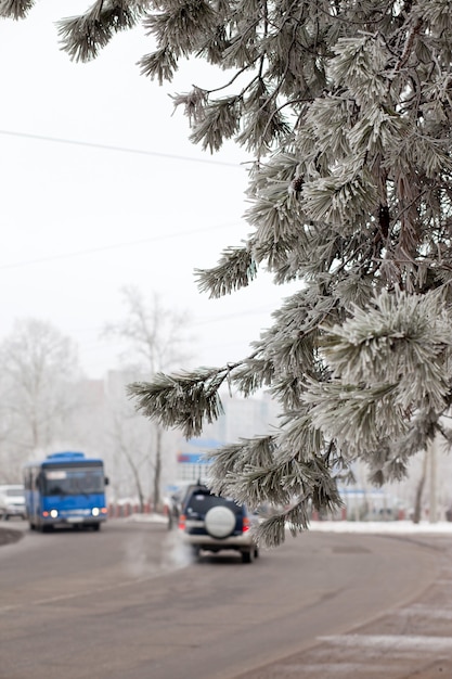 Branche de pin sur la route d'hiver