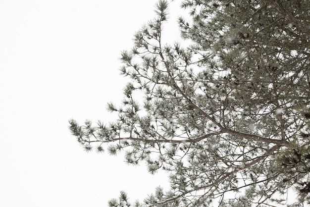 Une branche de pin sous une chute de neige dans la forêt sur fond de ciel