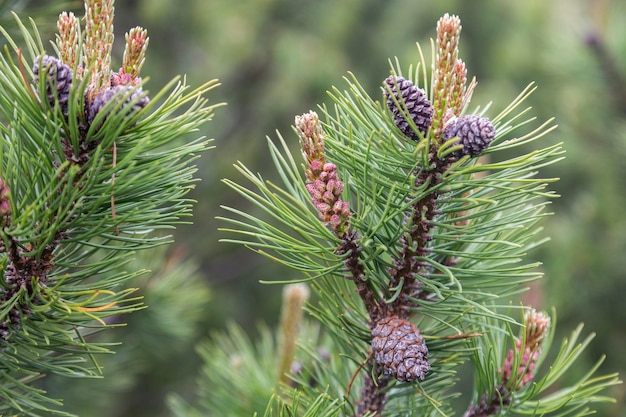 Une branche de pin vert avec des cônes sur un fond naturel