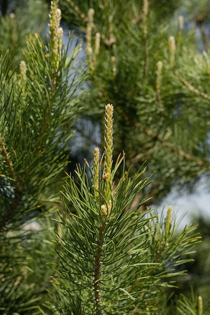 Branche de pin vert gros plan un jour d'été