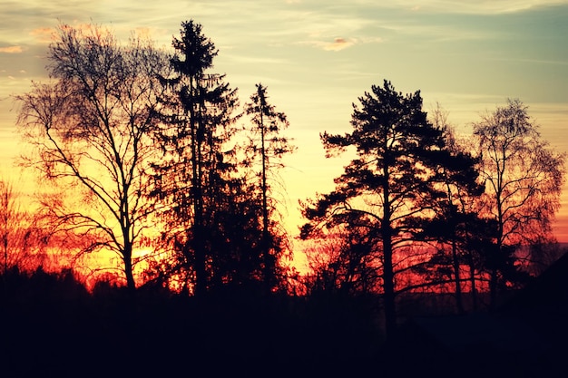 Branche de plante au coucher du soleil été