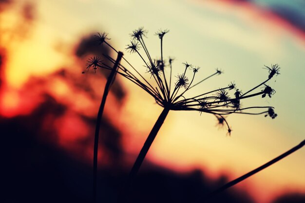 Branche de plante au coucher du soleil été