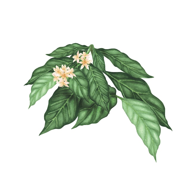 Branche de plante de café avec des fleurs isolées sur blanc Illustration dessinée à la main à l'aquarelle pour la conception