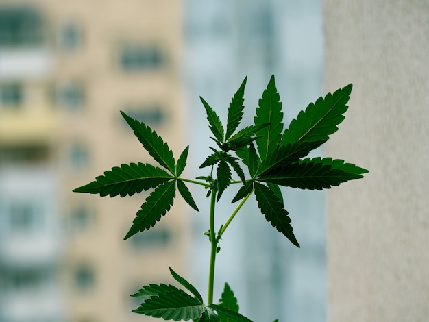 Branche de plante de cannabis mâle