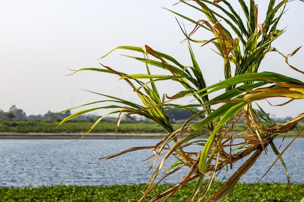 Branche de la plante de canne sauvage près de la rive de la rivière se bouchent