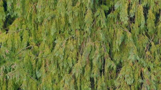 Photo branche de plante conifère de l'arbre thuja dans le parc botanique