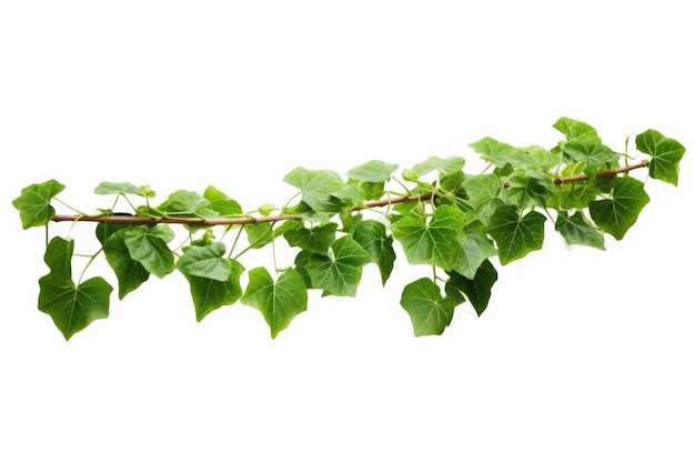 Une branche d'une plante avec des feuilles vertes dessus