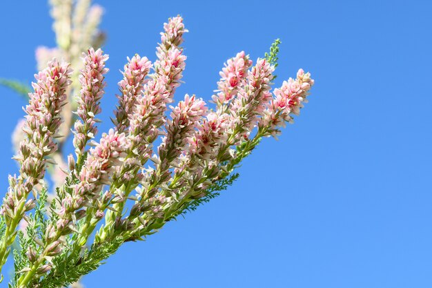 Une branche d'une plante à fleurs contre le ciel bleu