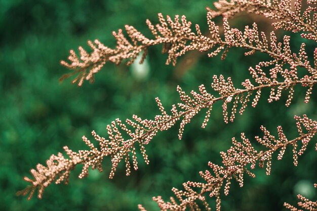 Branche de plante avec des fleurs sur fond vert