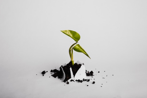 Branche de plante poussant à travers le papier