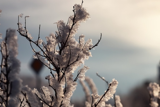 Branche de la plante recouverte de neige hiver macro