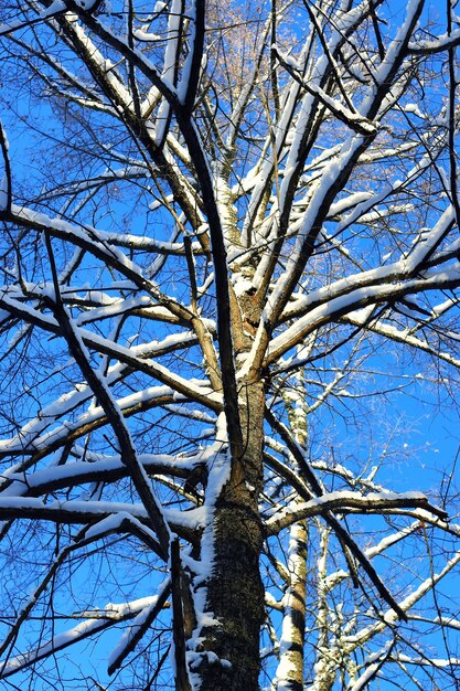 Branche de la plante recouverte de neige hiver macro