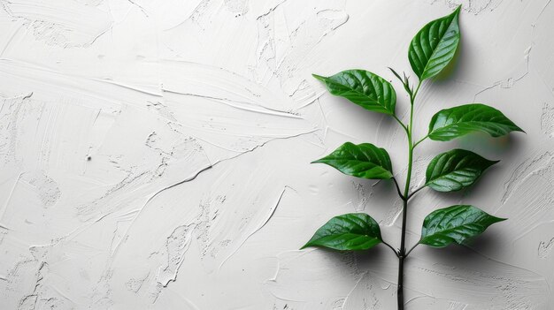 Branche de plante verte sur un fond blanc concept de mur de plante minimaliste AI propre génératif