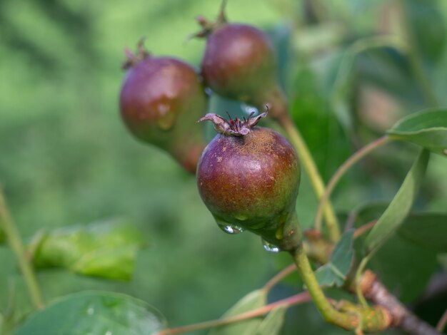 Branche de poires dans le jardin d'été.