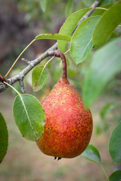 Branche d'un poirier avec des poires mûrissantes