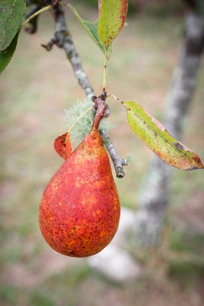 Branche d'un poirier avec des poires mûrissantes