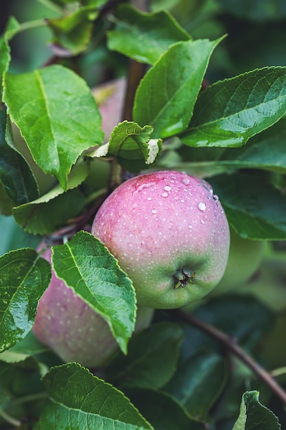 Une branche avec une pomme. Fermer. Gouttes d'eau de la pluie sur une pomme.