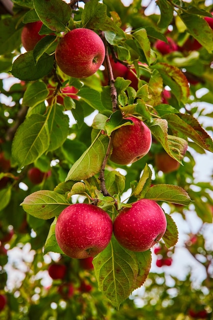 Branche avec des pommes rouges fraîches poussant dans une ferme de verger