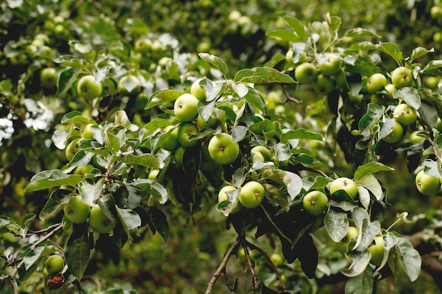 Branche de pommes vertes mûres dans le jardin