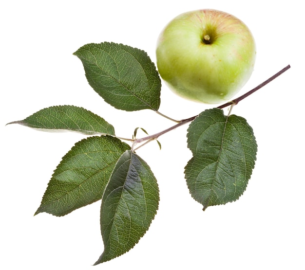 Photo branche de pommier avec des feuilles vertes