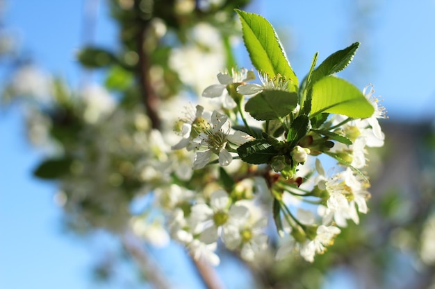 Une branche d'un pommier sur une fleur avec des fleurs blanches et des feuilles vertes au printemps