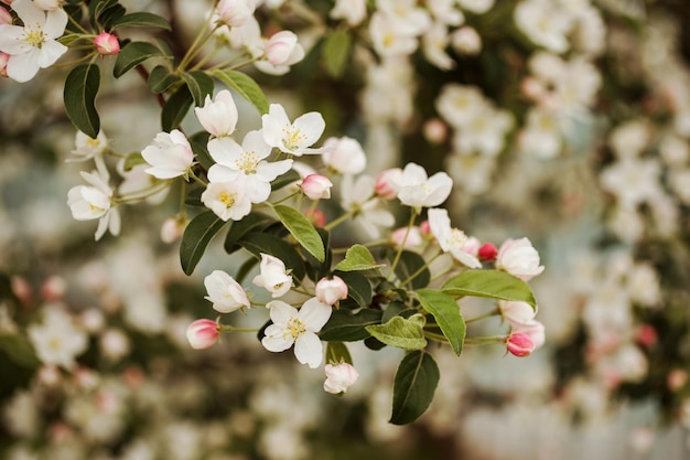 Branche de pommier en fleurs au printemps