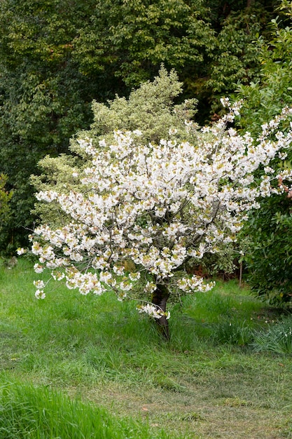 Une branche de pommier en fleurs au printemps