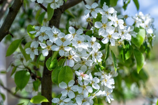 Une branche d'un pommier à fleurs blanches fleurit dans le jardin, gros plan.