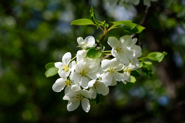 Branche de pommier à fleurs blanches