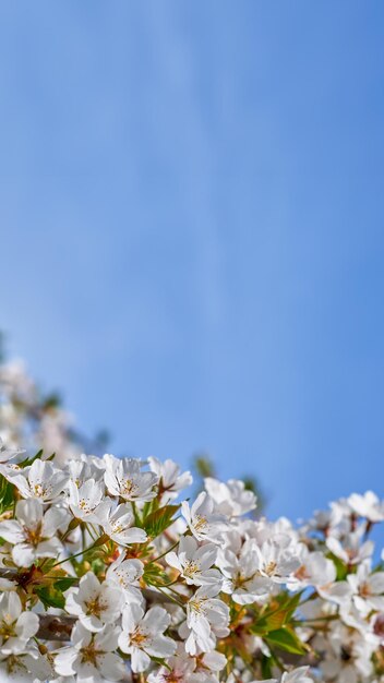 Une branche de pommier en fleurs, un ciel bleu vif en arrière-plan, une affiche verticale.