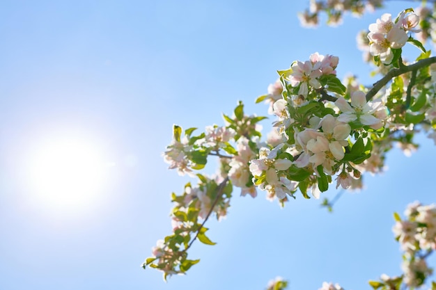 Branche de pommier en fleurs sur fond de ciel bleu