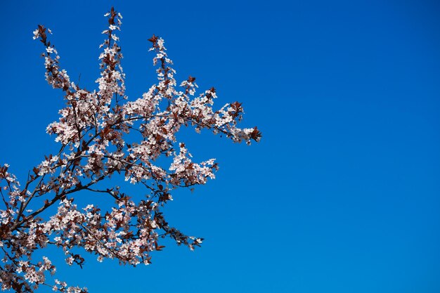 Branche de pommier en fleurs sur fond de ciel bleu