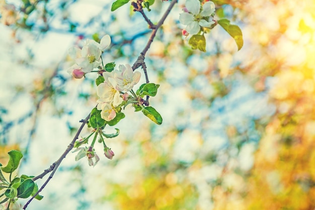 Branche de pommier en fleurs sur fond très flou avec stile instagram soleil