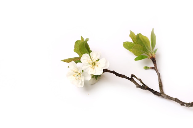 Branche d'un pommier en fleurs poire prune isolé sur fond blanc vue de dessus d'un plat couché